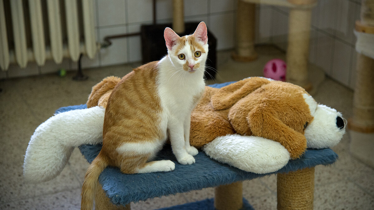 Eine Katze mit einem Stofftier-Hund.