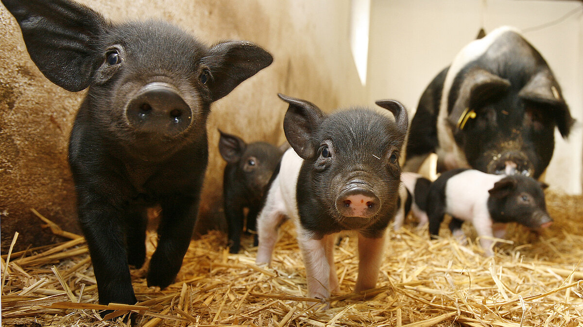 Kleine Schweine auf Stroh.
