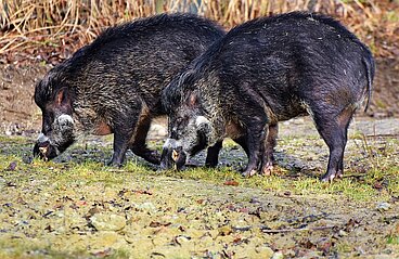 Zwei Wildschweine in der Seitenansicht auf einem Acker