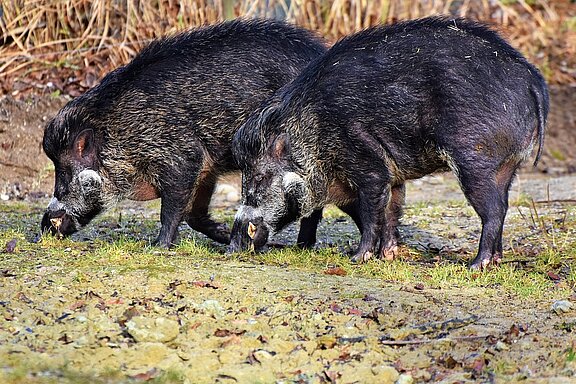 Zwei Wildschweine in der Seitenansicht auf einem Acker